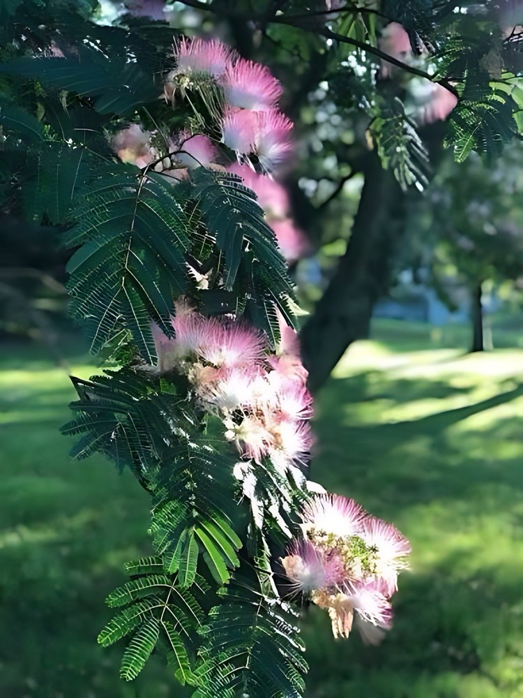 live Pink Mimosa Tree Sapling Bare Root tropical looking pink umbrella tree