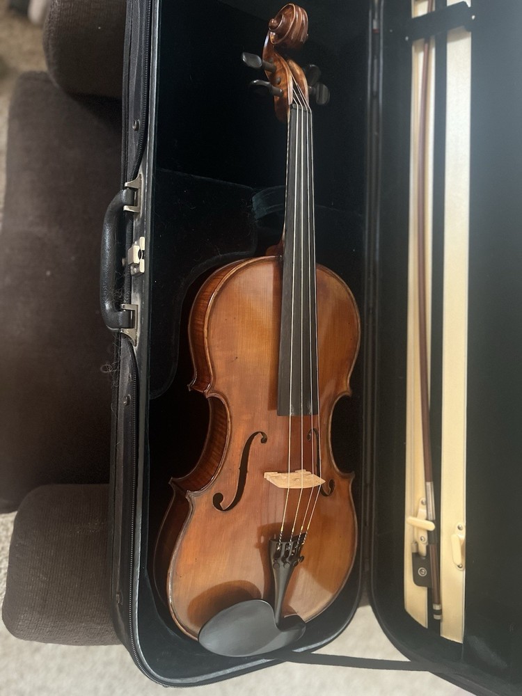 Viola