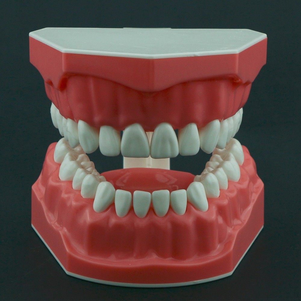 US Dental Teeth Model Brushing Flossing Studying Practice Teaching Model 7010-1