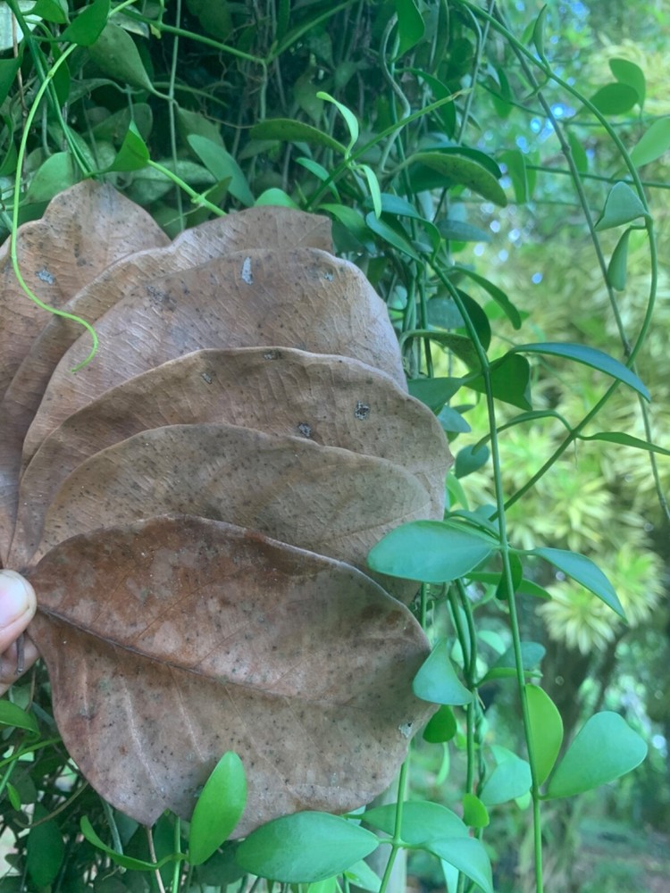 Jack Leaves