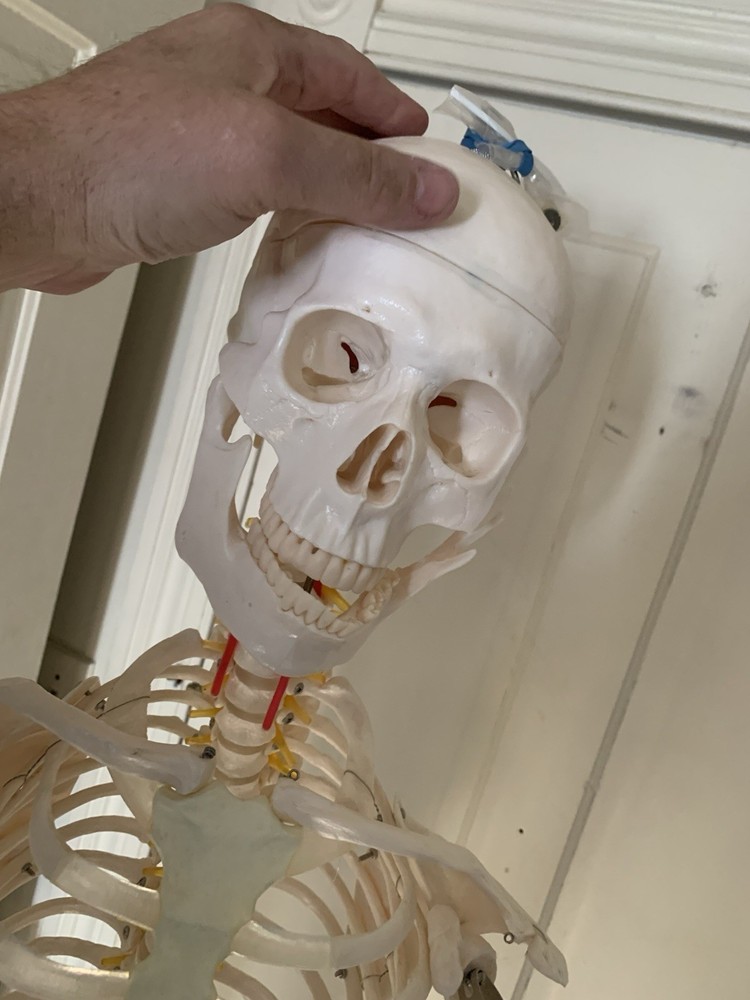 Fantastic Human Skeleton Model