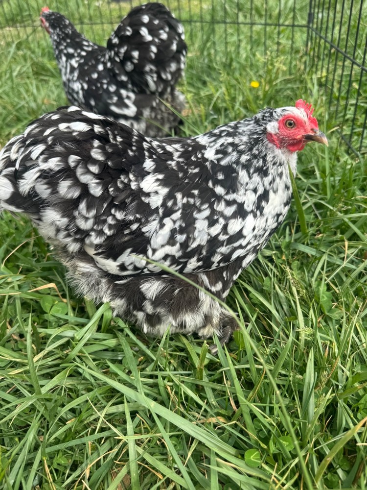 Mottle Cochins Bantam hatching eggs