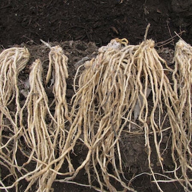 20 Millenium Asparagus Roots - Asparagus officinalis - Bare Roots