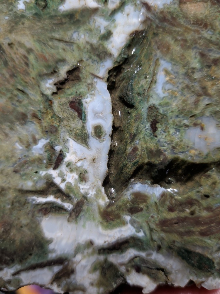 Hampton Butte Slab Specimen (1lb 8oz)
