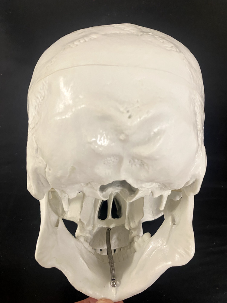 Human Skull Model Teaching