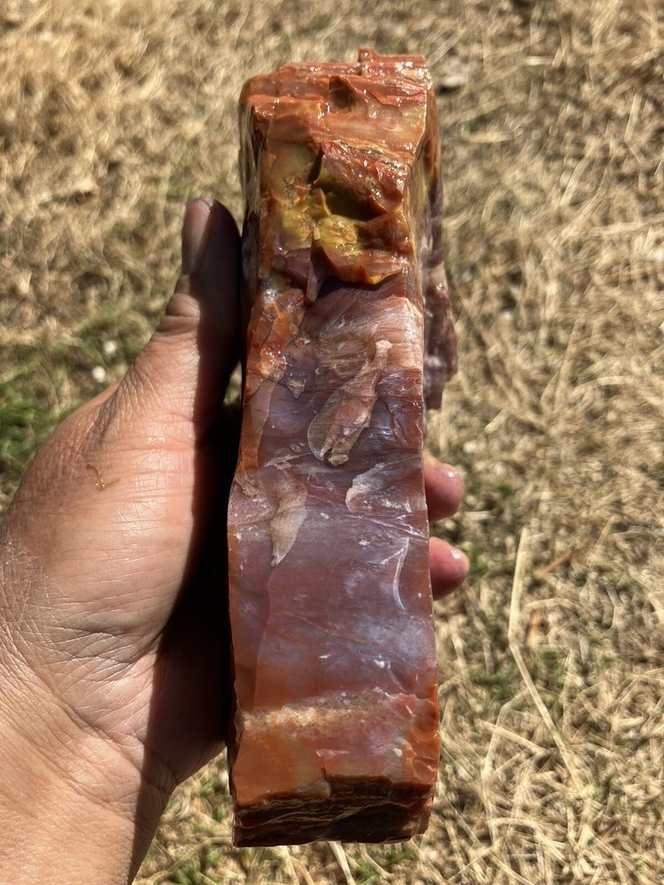 Arizona Petrified Wood