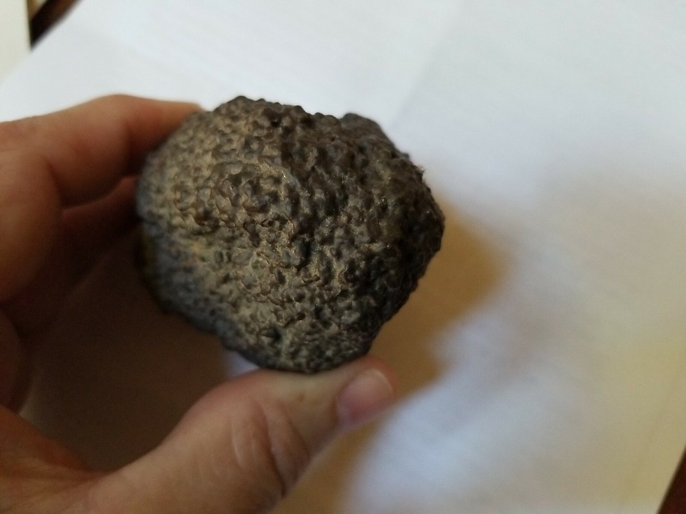 dino coprolite fossil poo from Utah