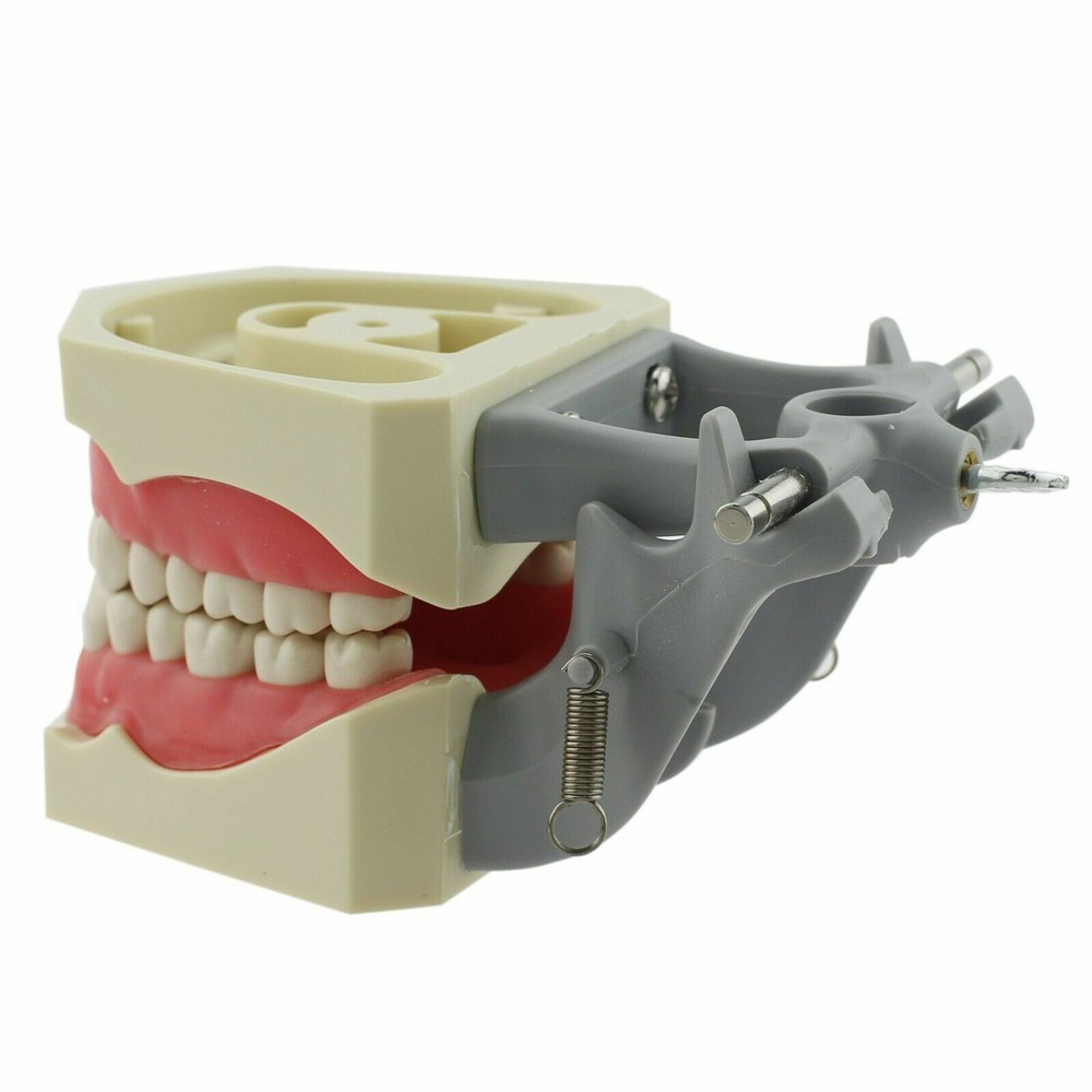 Columbia Dentoform Dental Typodont Model 32pcs Removable Teeth Soft Gingiva