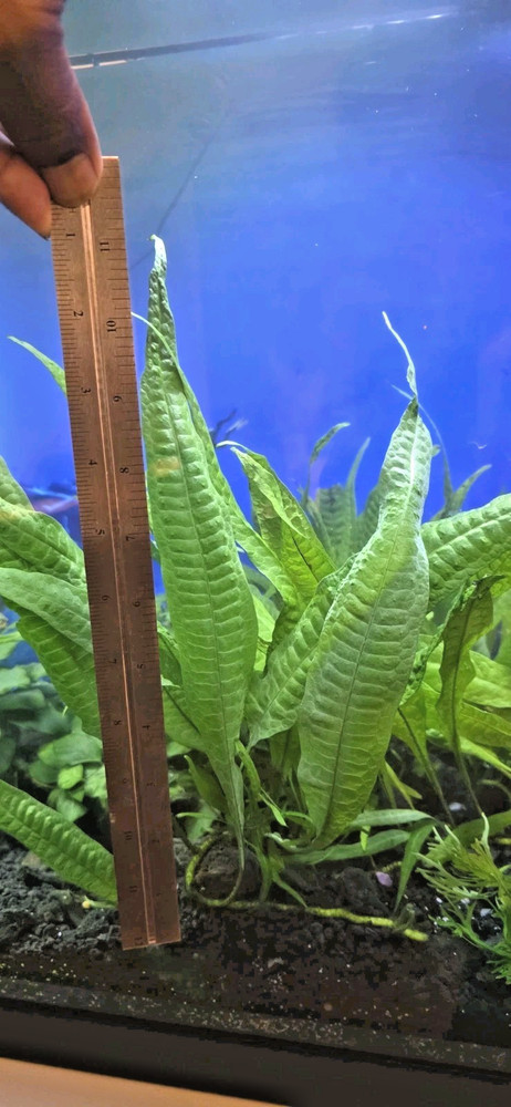 Java Fern Live Aquarium Plant