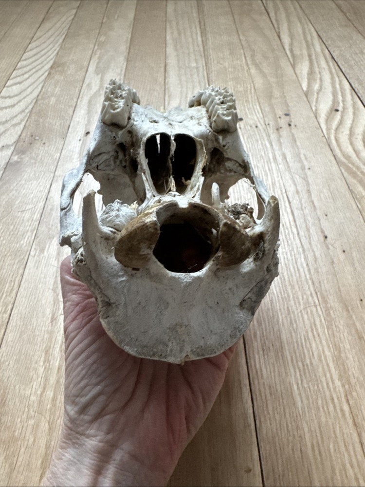 Animal Skull ? Deer Real
