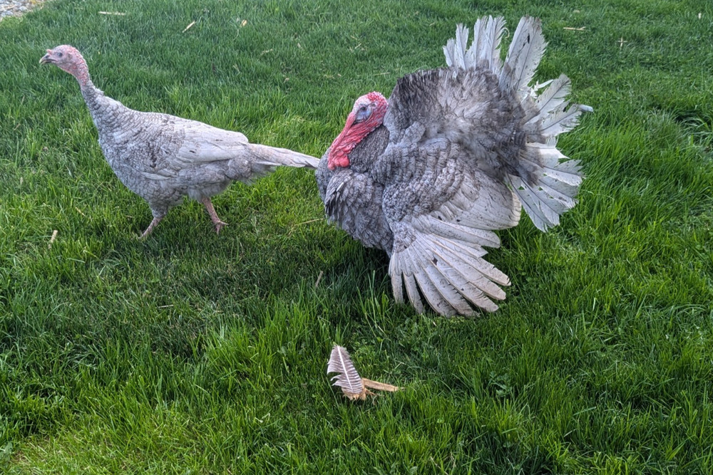 6 Blue Slate Turkey Hatching Eggs