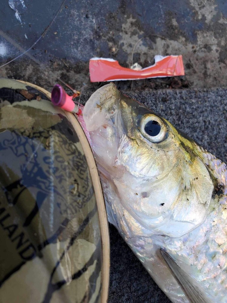 SHAD DARTS, 25 TIN, 1/16 OZ.