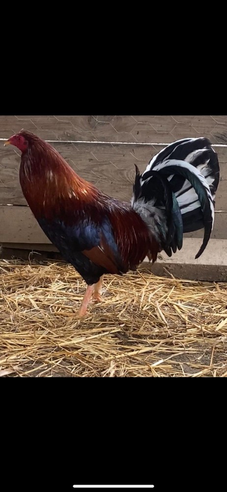 “Hatching Eggs”-for Sale Chicken