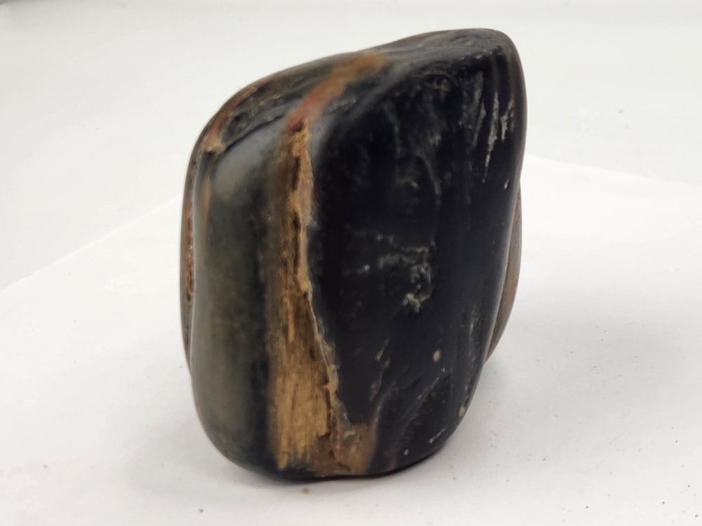 Petrified Wood Section - Unknown Age and Locality