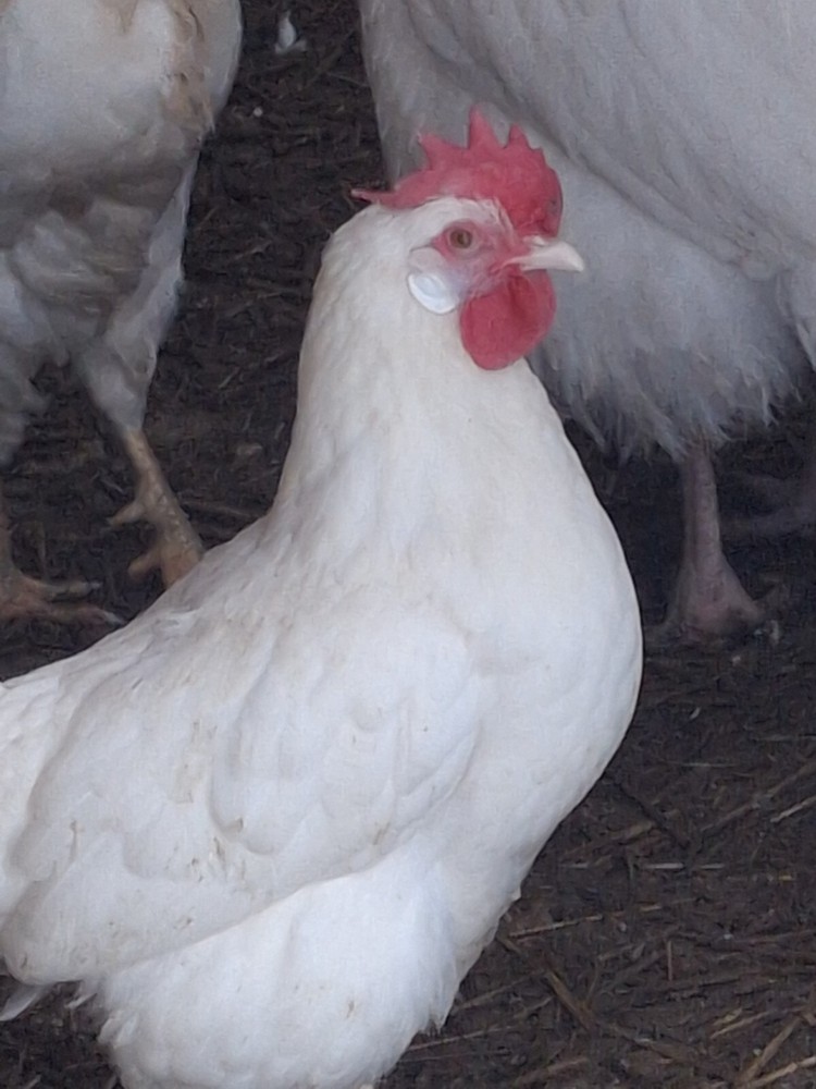 1 Dozen White Leghorns - Hatching Eggs