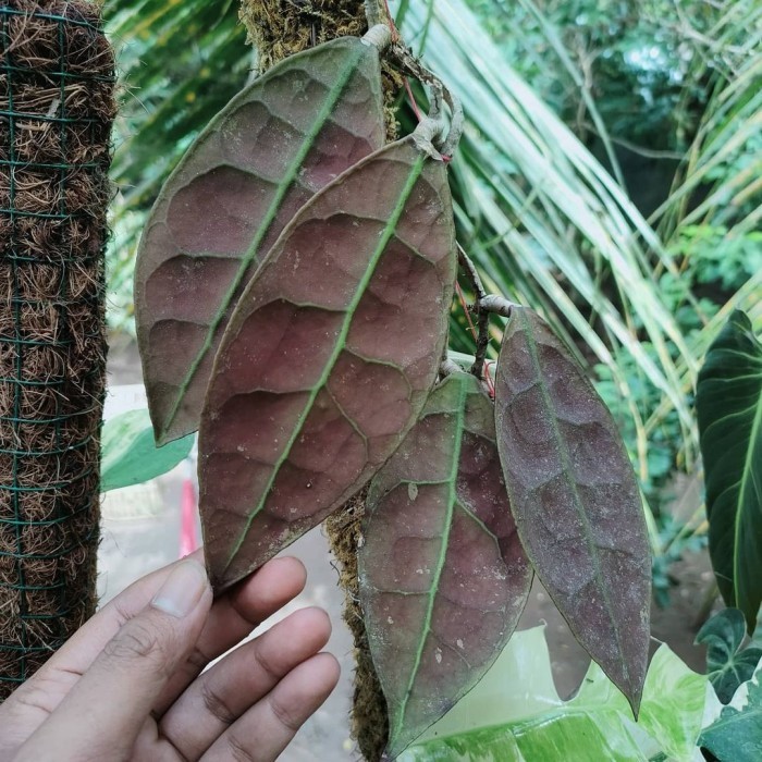 Hoya AFF Lambii Sp Borneo