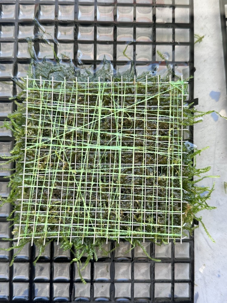 moss live aquarium plants