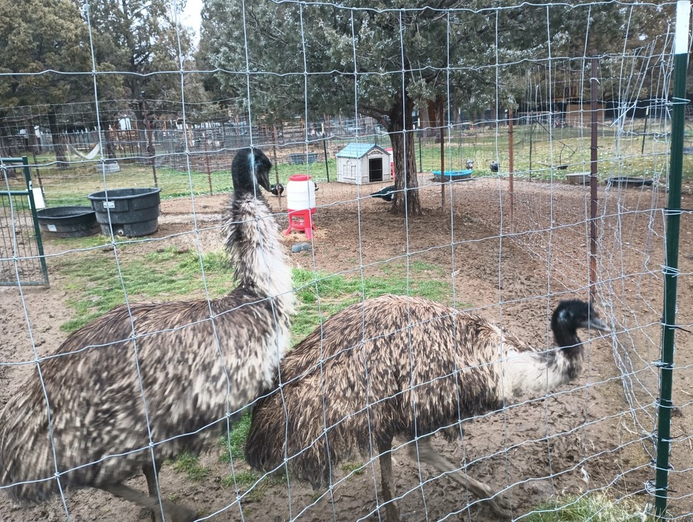 Emu Egg for Hatching, Eating, or Crafting