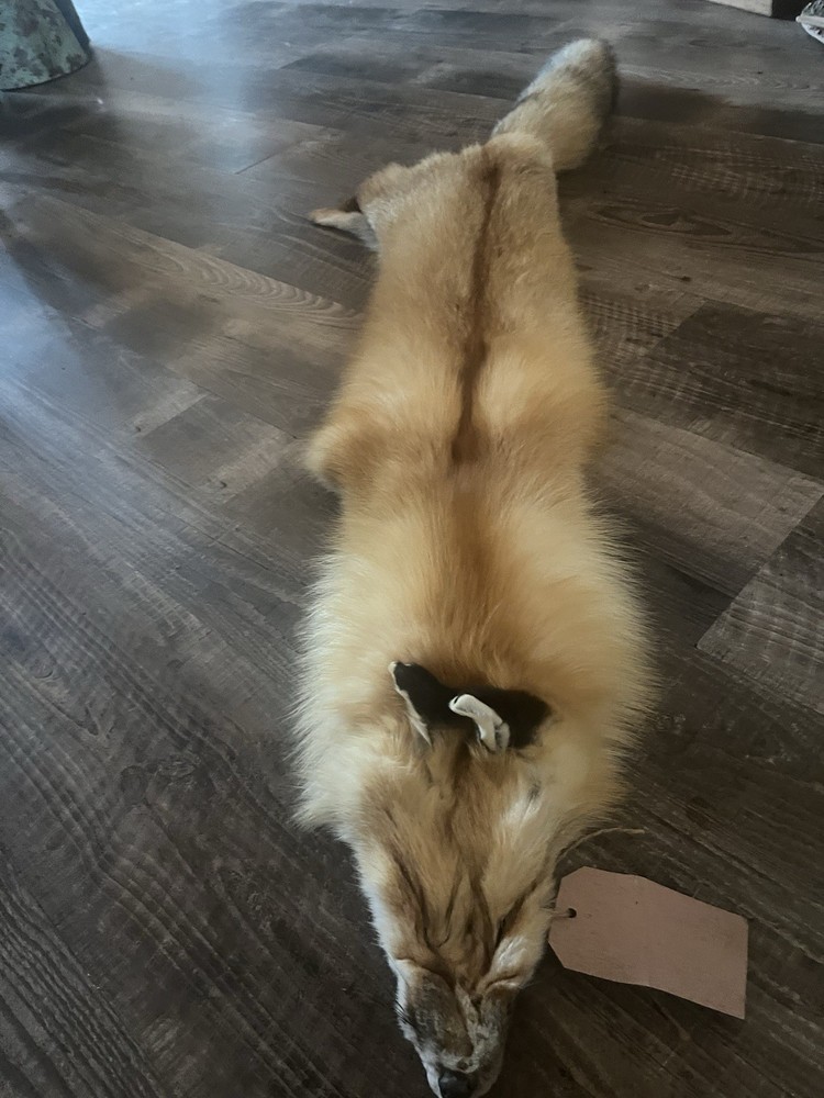 Fox Hide