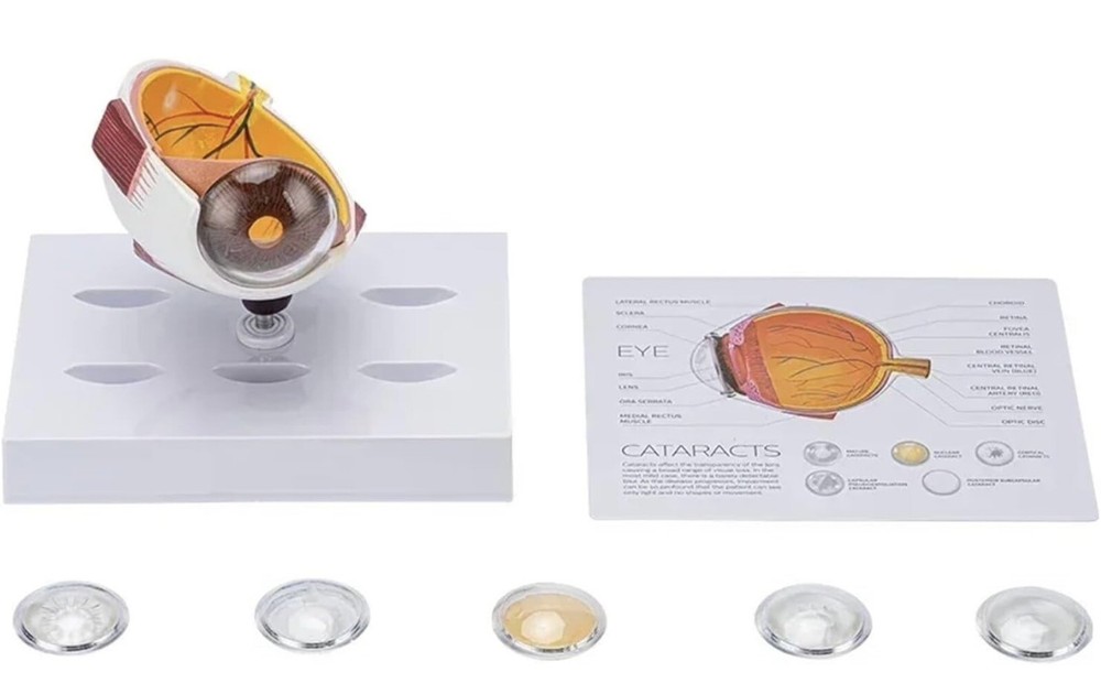 Human Eye Anatomical Eyeball Model W/Display Base