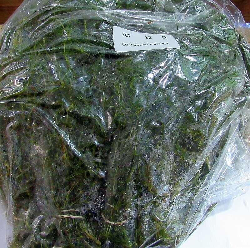 36 plus stems hornwart plants