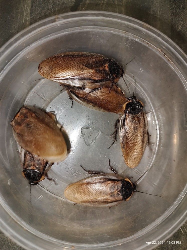 Headlamp Roach Nymphs 10+ Eublaberus serranus (Pantanal Roach)