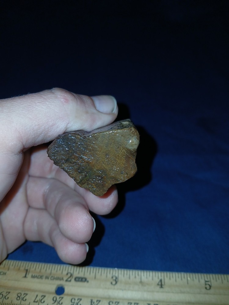 3.6 oz Texas Petrified Wood