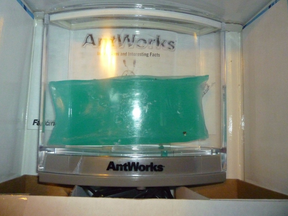 Ant Works Illuminated - Open Box