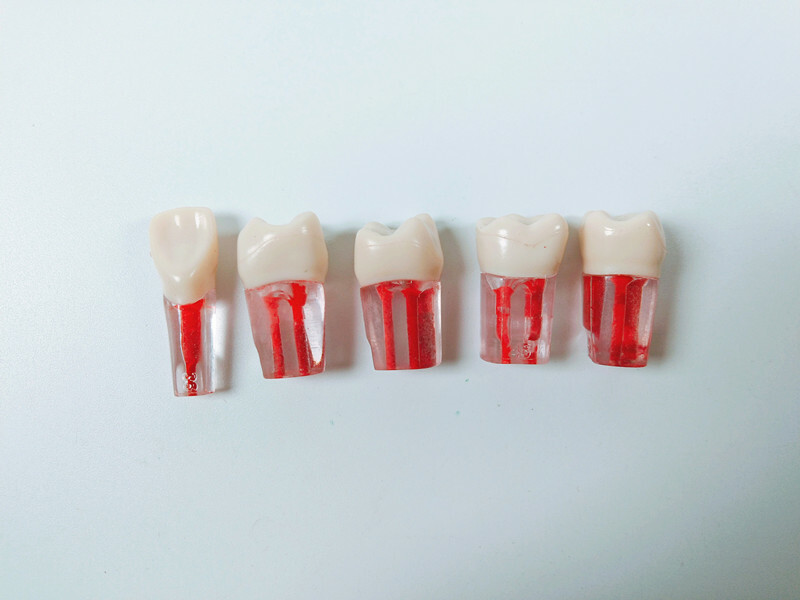 10Pcs Dental Root Canal Study Practice Model Red Pulp Files Molar Anterior Crown