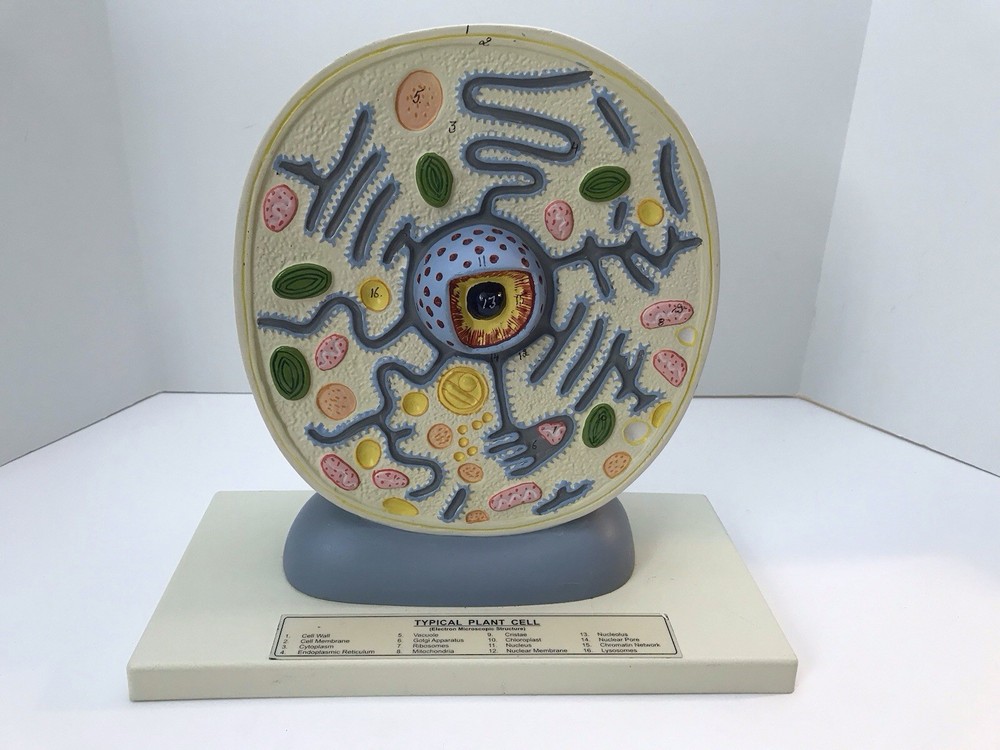 Eisco Labs Plant Cell Model Electron Microscope Structure Science Display Class