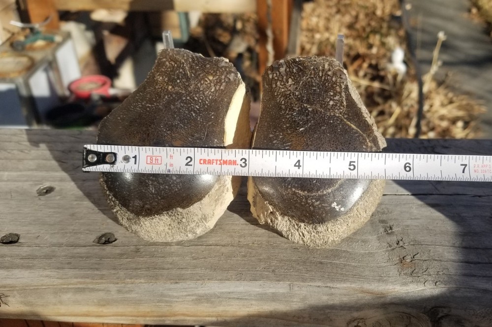 Nice Stegosaurus Vertebra Agatized Split Polished Multicolor Solid Morrison 2+Lb