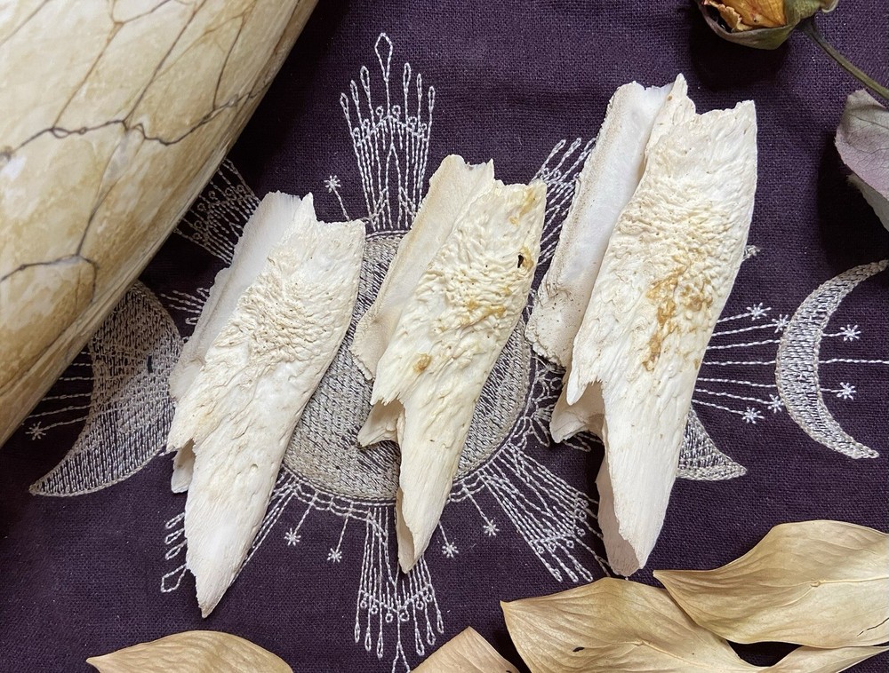 One Ethically Sourced Alligator Maxilla Bone Half, Upper Jaw Bone, Real Bone