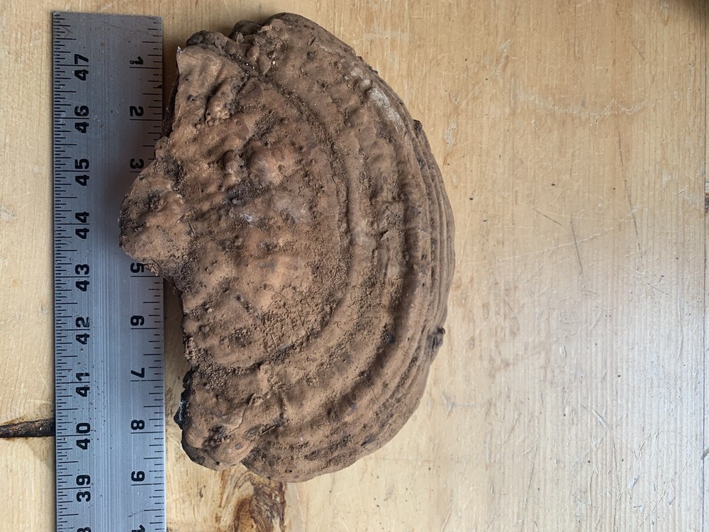 Conk Polypore Very Large In Size