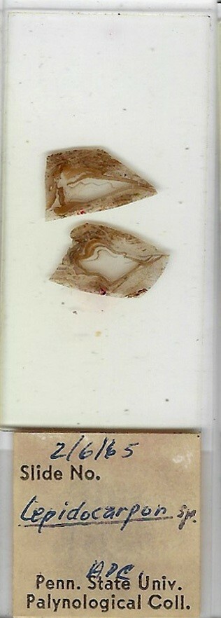 Lepidocarpon sp. (Coal Fossil) Microscope Slide