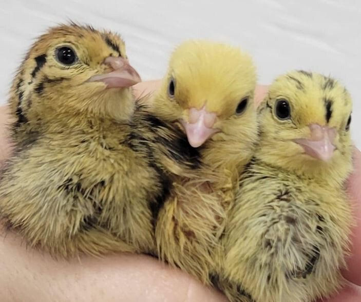 150 ++ Rainbow Coturnix Quail Hatching Eggs NPIP