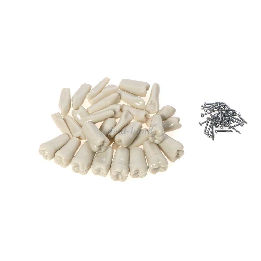 US 32Pcs Removable Teeth Columbia 860 Type Dental Typodont Restorative Model