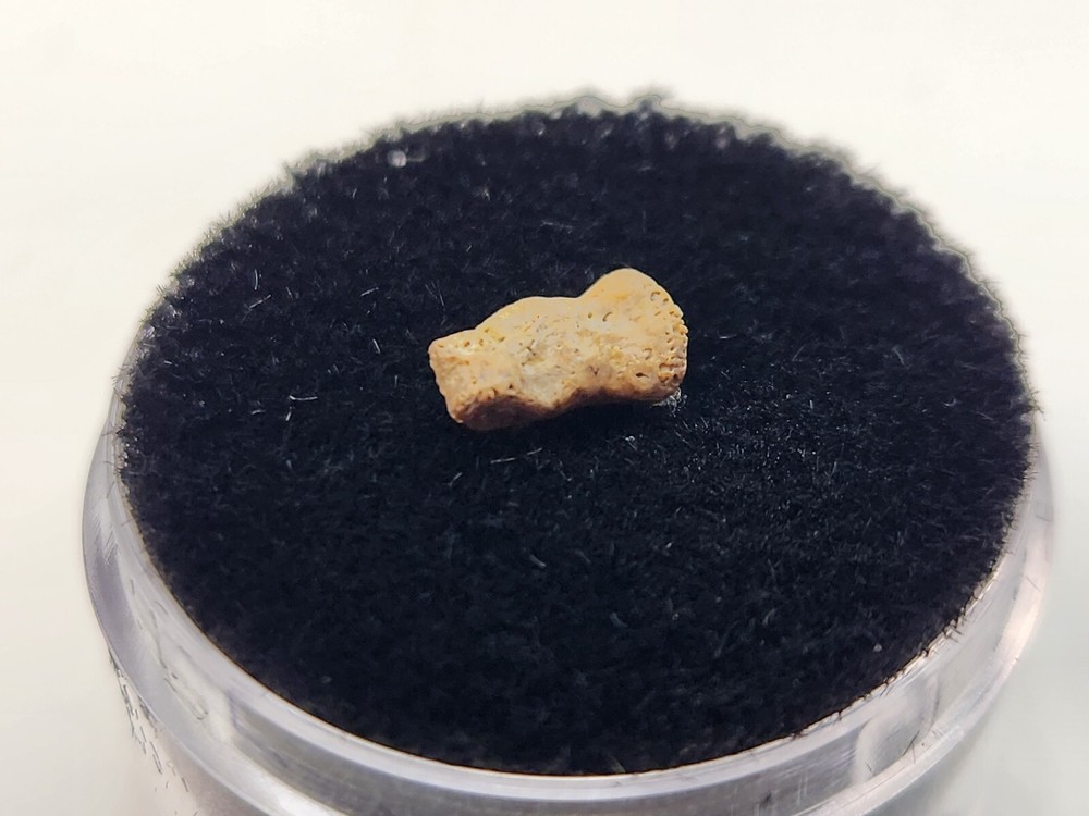 Turtle Toe Bone Fossil - Judith River Fm. - Hill Co., MT