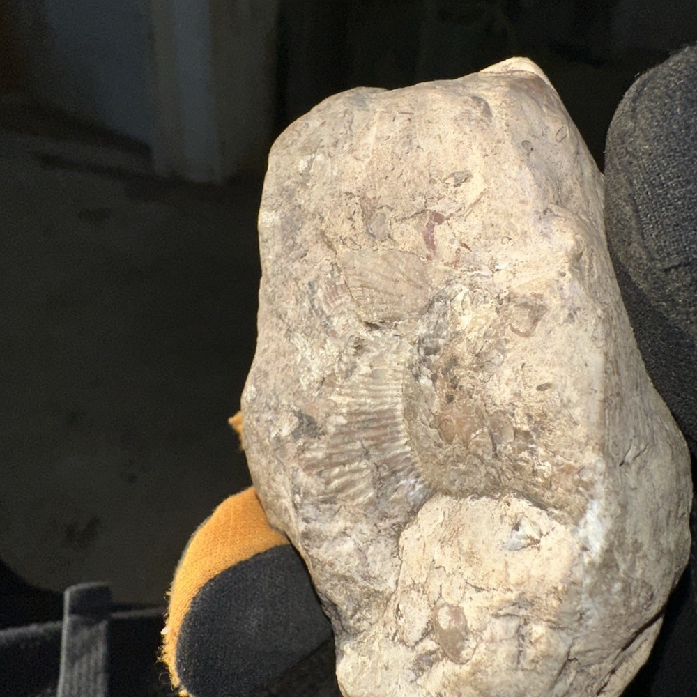 Fossil From Minnesota Emblem Rock Natural Stone