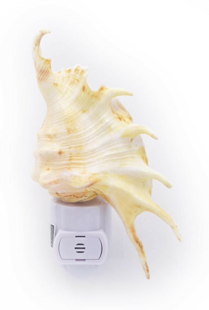 Real Seashell Night Light Spider Conch Shell Decorative Beach w. Light Sensor
