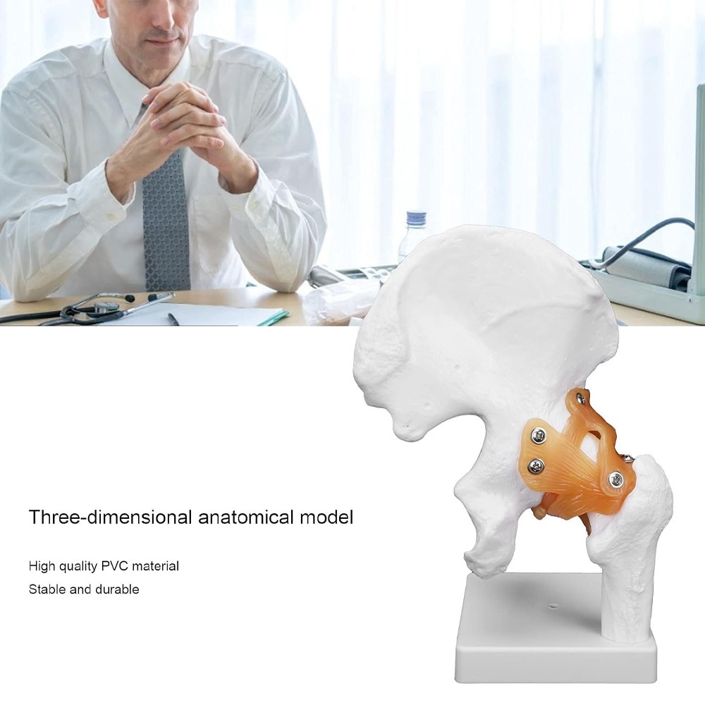 Hip Joint Model With Ligament Human Skeleton Bone Model Teaching Model Training