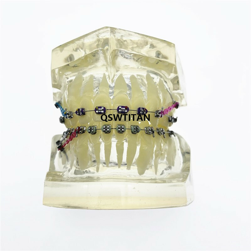 Dental Orthodontic Model Teaching teeth model For Teaching demonstrating model