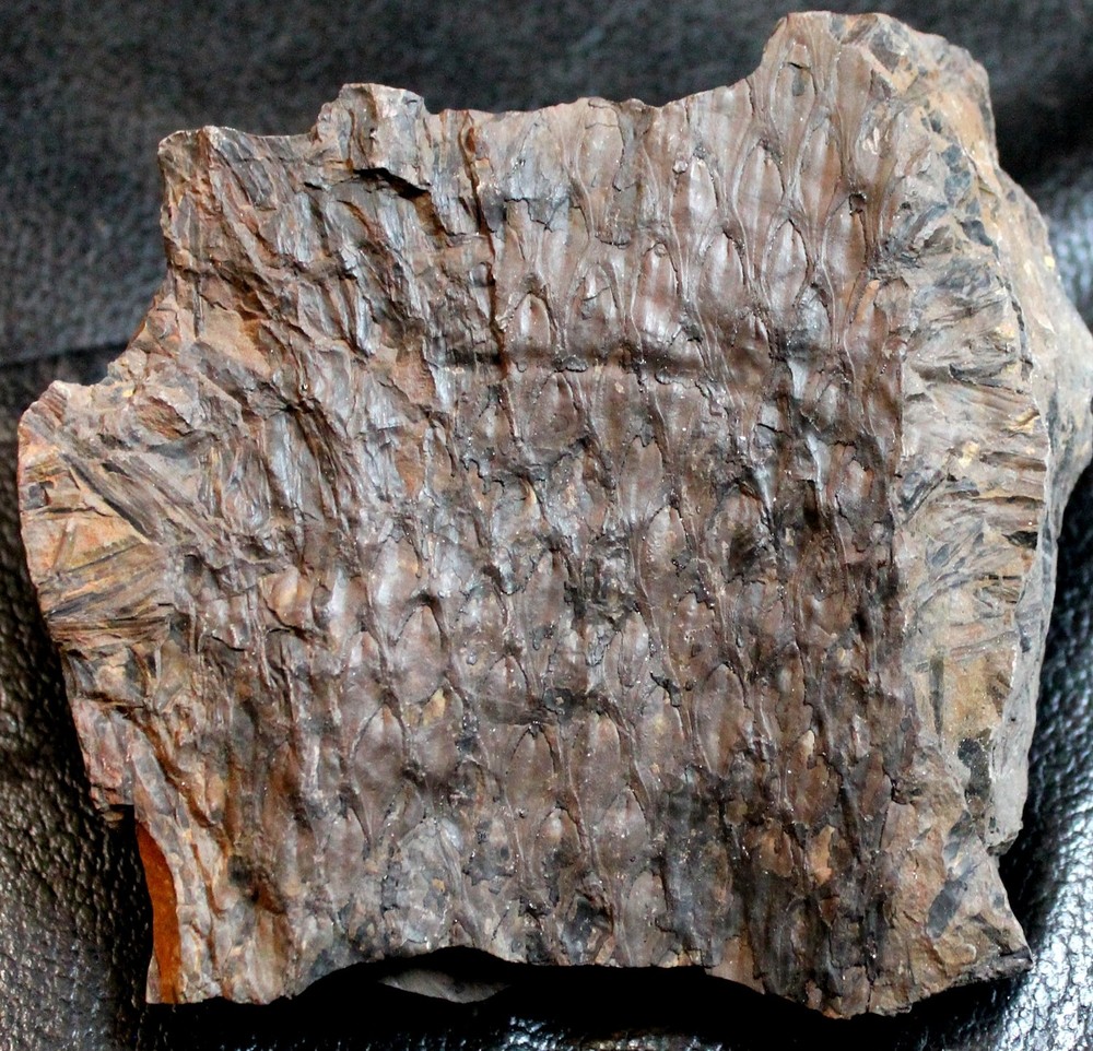 Lepidodendron lycopodioides - Nice, big Carboniferous fossil bark