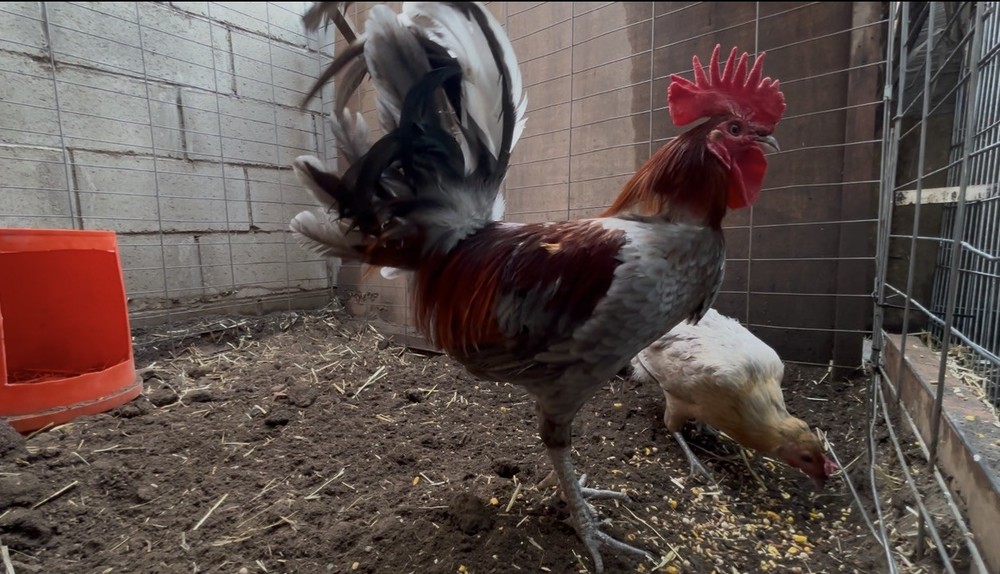 Blue Miner Hatching Eggs 6