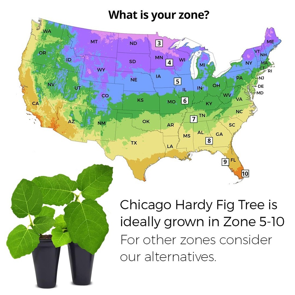 Fig Tree. Set of 4 starter plants.