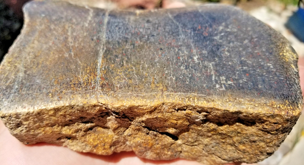 LARGE 855g Rainbow Agatized Dinosaur Gem Bone Polished Camarasaur Vert Specimen