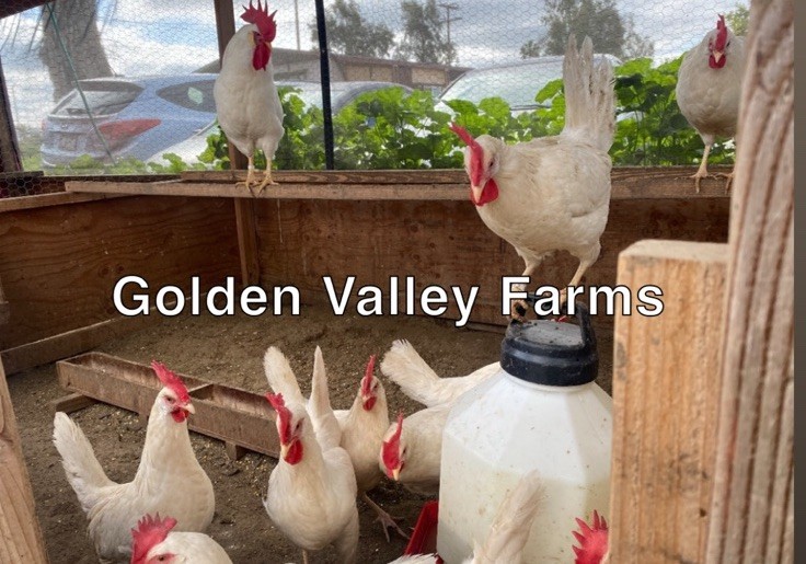 White Leghorn 12+ hatching eggs(Read Description)
