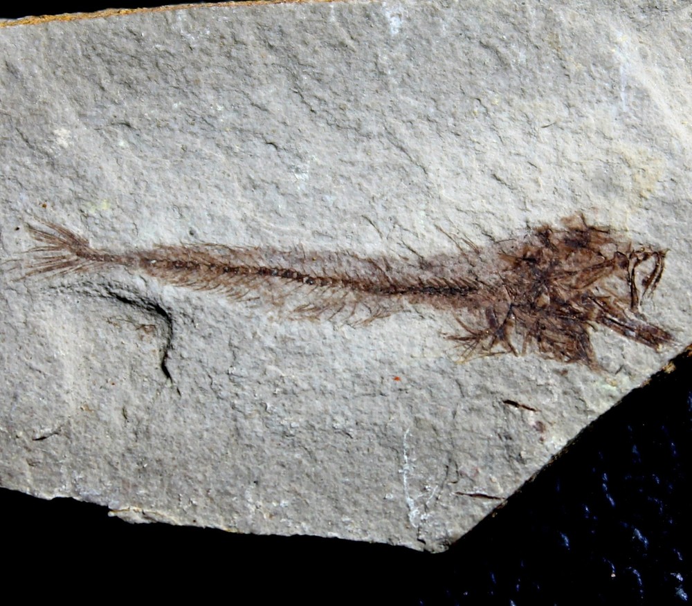 Paleogadus simionescui - Oligocene fossil fish