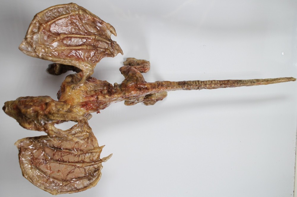 Creature Double Feature Non Animated Zombie Dragon Prop