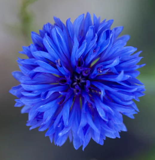 CORNFLOWER Bachelor Button Landscaper's Bulk Pack Heirloom Non-GMO 1500 Seeds!