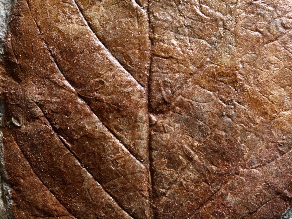 Unusual Leaf Fossil, Glendive, MT
